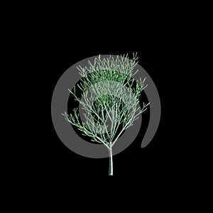 3d illustration of Euphorbia tirucalli tree isolated on black background