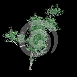 3d illustration of Euphorbia tirucalli tree isolated on black background