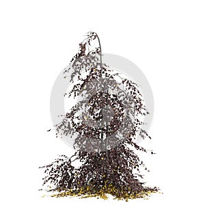 3d illustration of Fagus sylvatica tree isolated on white background