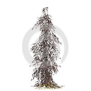 3d illustration of Fagus sylvatica tree isolated on white background