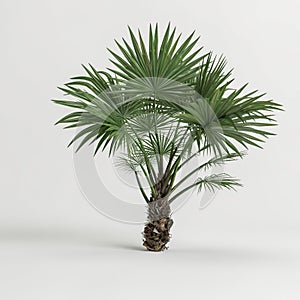 3d illustration of fan palm trees isolated on white background