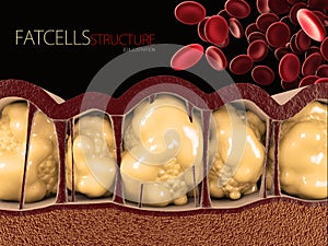 3d Illustration of Fat Cells with blood cells on black background