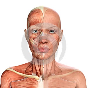 3d illustration of Female Face Muscles Anatomy