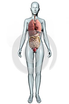 3d illustration of a female figure with internal organs