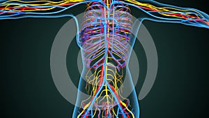 3d illustration of female nervos ans brain system anatomy
