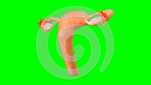 3d Illustration of female reproductive system. Human anatomy. Reproductive Organ