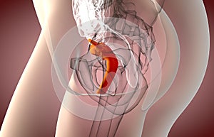 3d illustration of Female REPRODUCTIVE system x-ray view