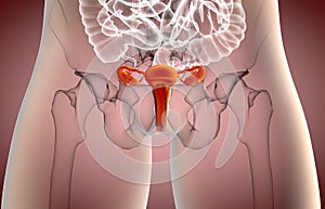 3d illustration of Female REPRODUCTIVE system x-ray view