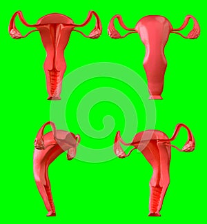 3d Illustration of female reproductive system Section. Human anatomy