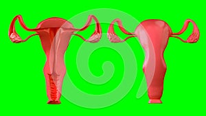 3d Illustration of female reproductive system Section. Human anatomy