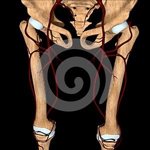 3d illustration of the femoral artery on bones