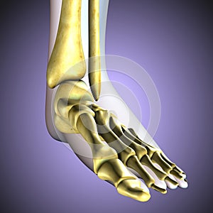 3D illustration of Foot Skeleton - Part of Human Skeleton.