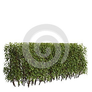 3d illustration of forsythia hedge summer isolated on white background