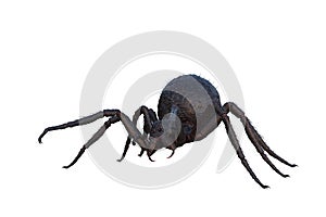 3D illustration of a giant monster spider ready to pounce isolated on white