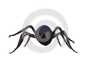 3D illustration of a giant monster spider standing and isolated on white