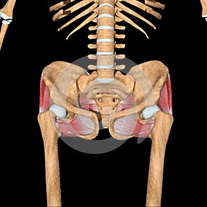 3d illustration of the gluteal muscles on skeleton front view