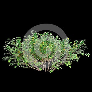 3d illustration of Goodenia ovata bush isolated on black background