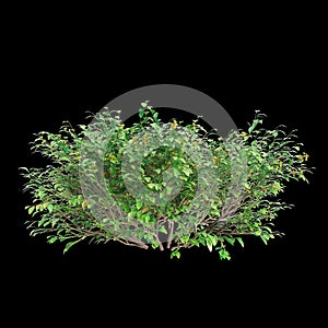 3d illustration of Goodenia ovata bush isolated on black background