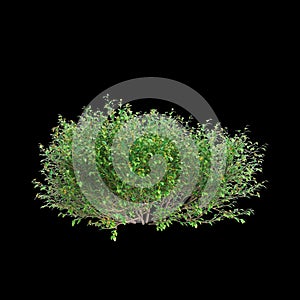 3d illustration of Goodenia ovata bush isolated on black background