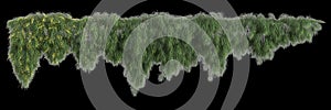 3d illustration of hanging plant Acacia cognata isolated on black background