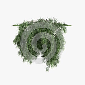 3d illustration of hanging plant Acacia cognata isolated on white background