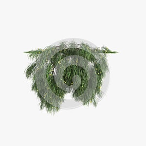 3d illustration of hanging plant Acacia cognata isolated on white background