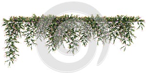 3d illustration of Hardenbergia Violacea hanging isolated on white background