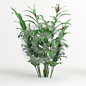 3d illustration of heliconia tree isolated on white background