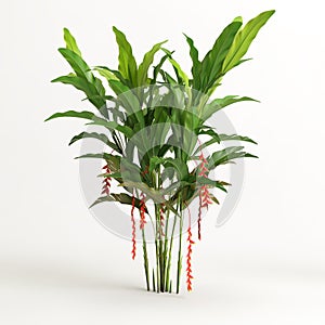 3d illustration of heliconia tree isolated on white background