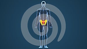 3D illustration of Hip bone diagram hip bone anatomy