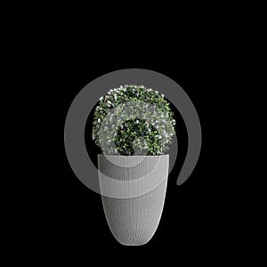 3d illustration of houseplant Clematis terniflora isolated on black background