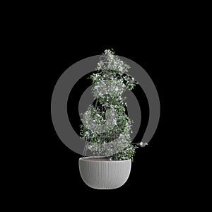 3d illustration of houseplant Clematis terniflora isolated on black background