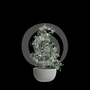 3d illustration of houseplant Clematis terniflora isolated on black background