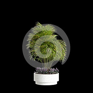 3d illustration of houseplant Dypsis lutescens isolated on black background