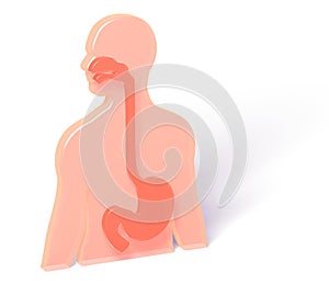 3D illustration of human anatomy with digestive system