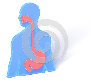 3D illustration of human anatomy with digestive system