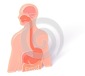 3D illustration of human anatomy with digestive system