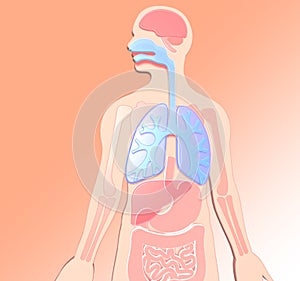 3D illustration human anatomy made of plastic colors, digestive system, duodenum, lungs highlighted.