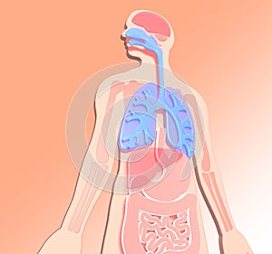 3D illustration human anatomy made of plastic colors, digestive system, duodenum, lungs highlighted.