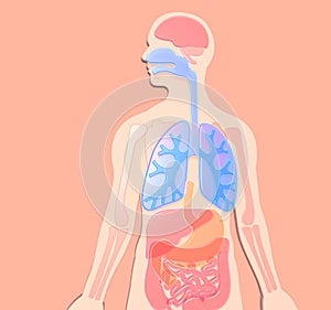 3D illustration human anatomy made of plastic colors.  Pink-salmon background