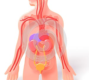 3D illustration of human anatomy with urinary system