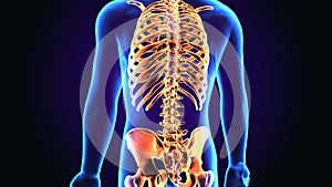 3d illustration of human body Axial skeleton anatomy