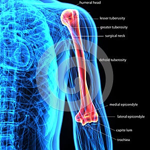 3D Illustration of Human Body Bone Joint Pains Anatomy Humerus