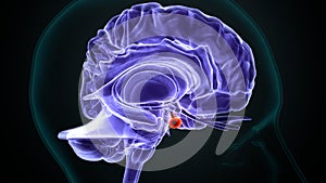 3d illustration of human body brain the medial globus padillus