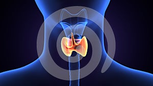 3d illustration of human body Esophagus