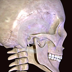 3d illustration of human body face muscles