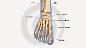 3d illustration of human body feet bone