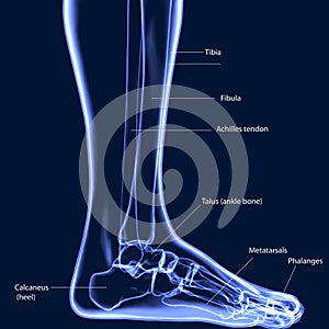 3d illustration of human body feet bone