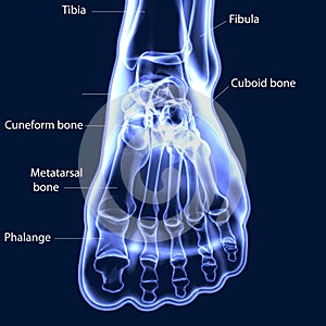 3d illustration of human body feet bone