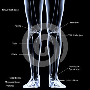 3d illustration of human body feet bone